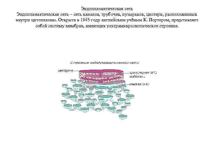 Эндоплазматическая сеть – сеть каналов, трубочек, пузырьков, цистерн, расположенных внутри цитоплазмы. Открыта в 1945