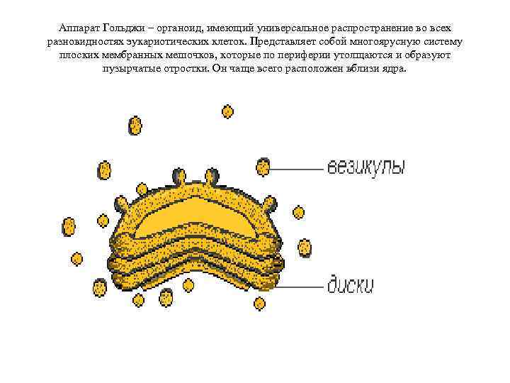 Аппарат Гольджи – органоид, имеющий универсальное распространение во всех разновидностях эукариотических клеток. Представляет собой