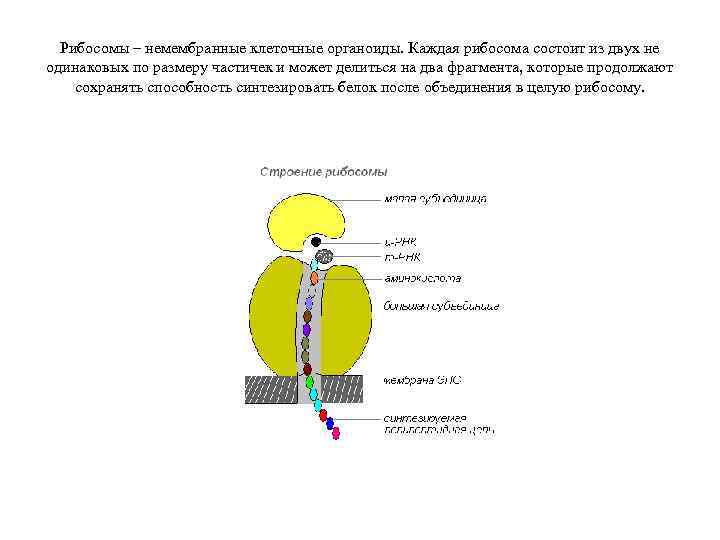 Рибосомы – немембранные клеточные органоиды. Каждая рибосома состоит из двух не одинаковых по размеру
