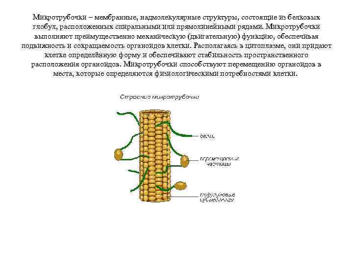 Микротрубочки – мембранные, надмолекулярные структуры, состоящие из белковых глобул, расположенных спиральными или прямолинейными рядами.