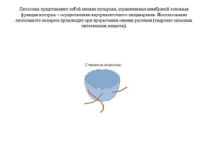 Лизосомы представляют собой мелкие пузырьки, ограниченные мембраной основная функция которых – осуществление внутриклеточного пищеварения.