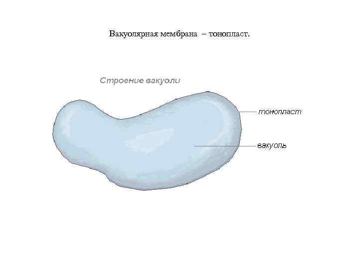 Вакуолярная мембрана – тонопласт. 