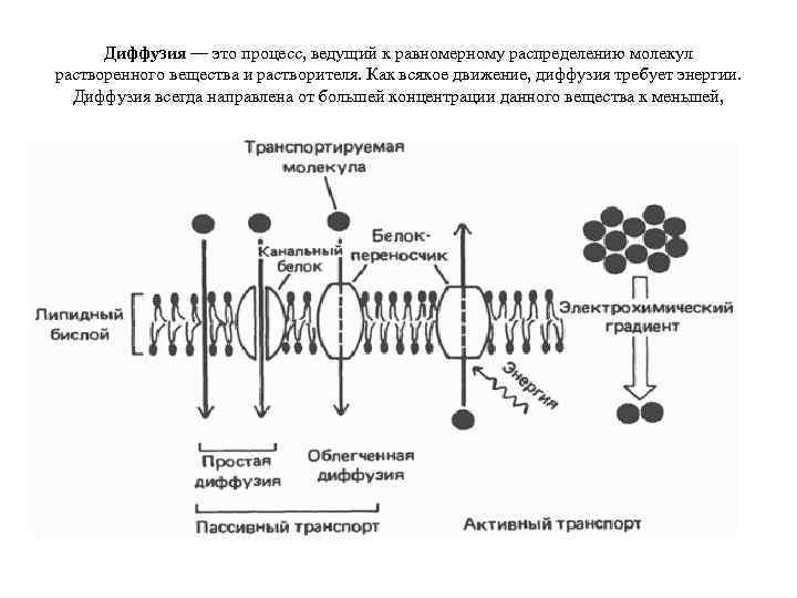 Диффузия — это процесс, ведущий к равномерному распределению молекул растворенного вещества и растворителя. Как