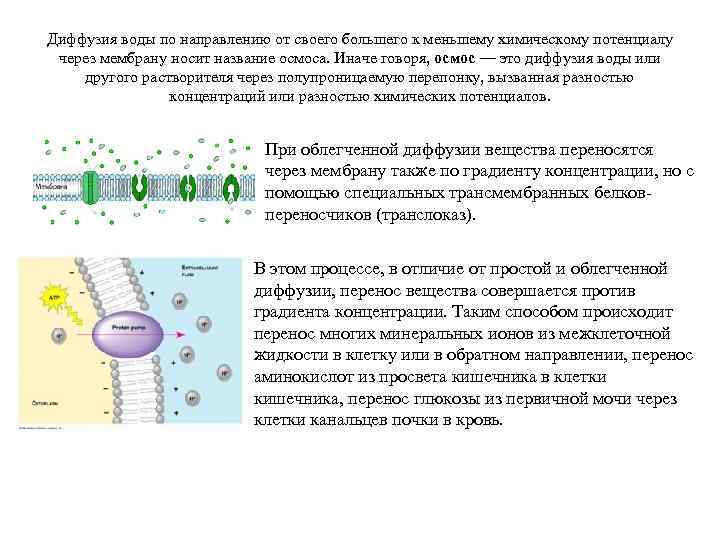 Диффузия воды по направлению от своего большего к меньшему химическому потенциалу через мембрану носит