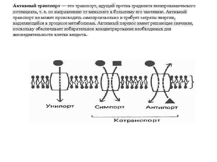 Активный транспорт — это транспорт, идущий против градиента электрохимического потенциала, т. е. по направлению
