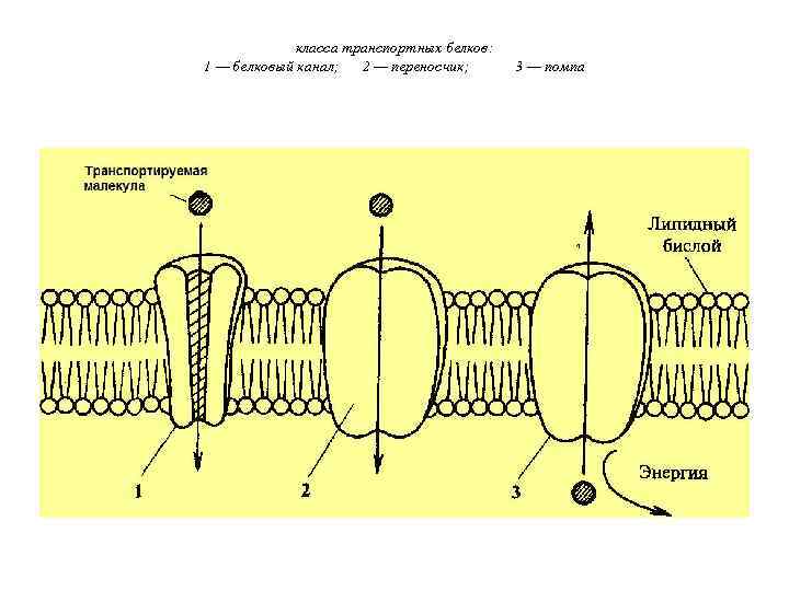 класса транспортных белков: 1 — белковый канал; 2 — переносчик; 3 — помпа 