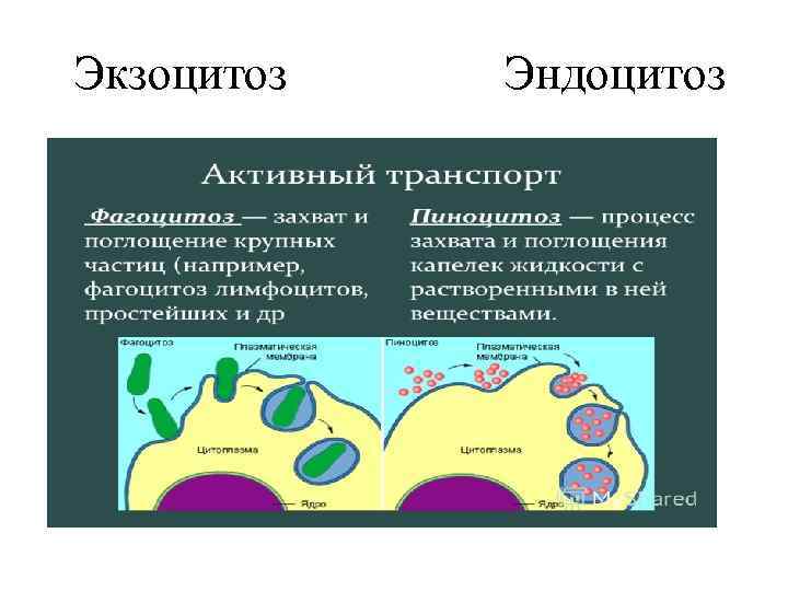  Экзоцитоз Эндоцитоз 