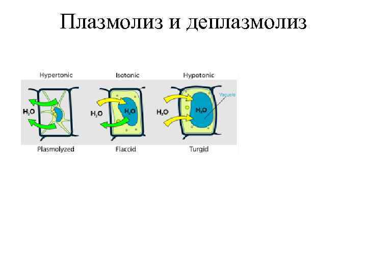 Плазмолиз и деплазмолиз 