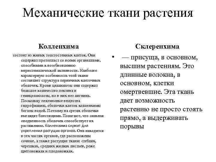  Механические ткани растения Колленхима Склеренхима состоит из живых толстостенных клеток. Они содержат протопласт