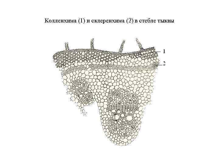 Колленхима (1) и склеренхима (2) в стебле тыквы 