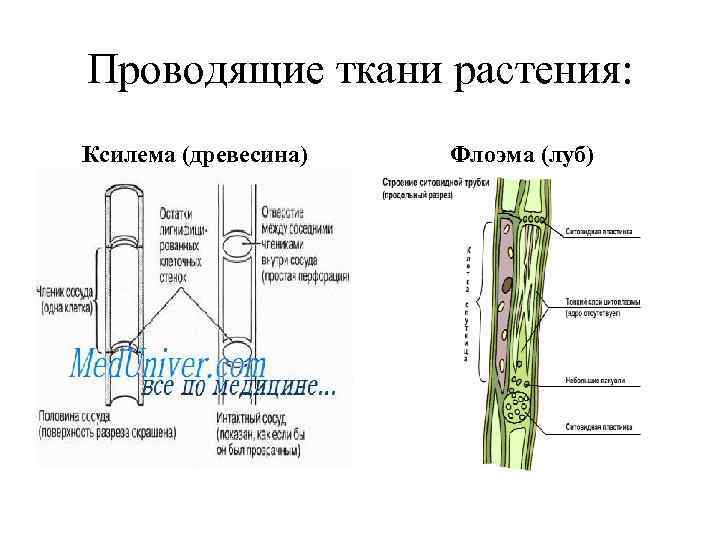 Проводящие ткани растения: Ксилема (древесина) Флоэма (луб) 