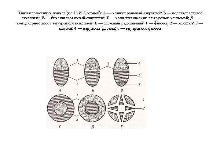 Типы проводящих пучков (по Л. И. Лотовой): А — коллатеральный закрытый; Б — коллатеральный