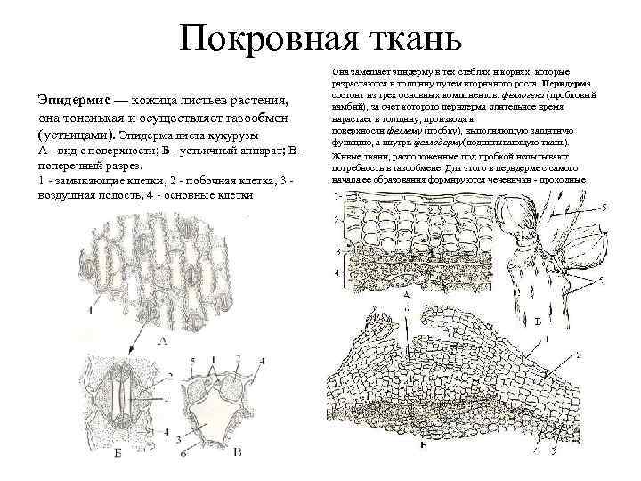 Покровная ткань Эпидермис — кожица листьев растения, она тоненькая и осуществляет газообмен (устьицами). Эпидерма