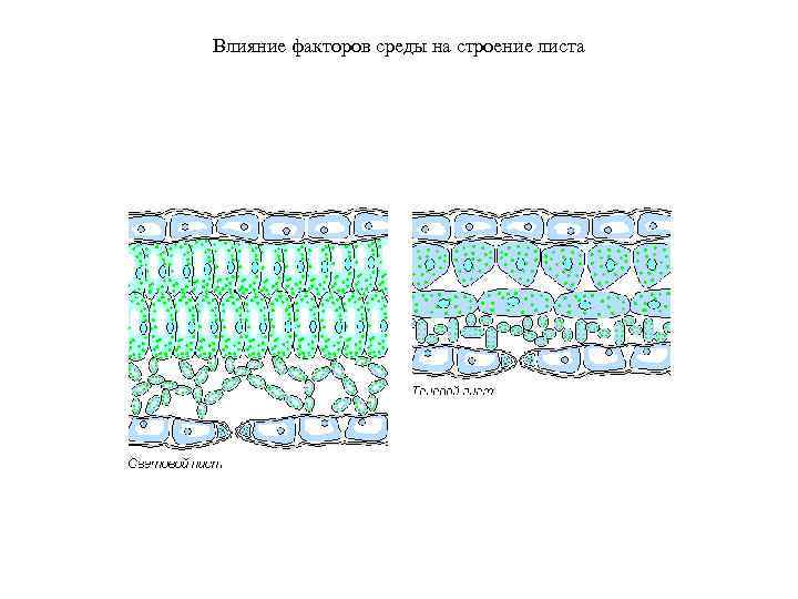 Влияние факторов среды на строение листа 