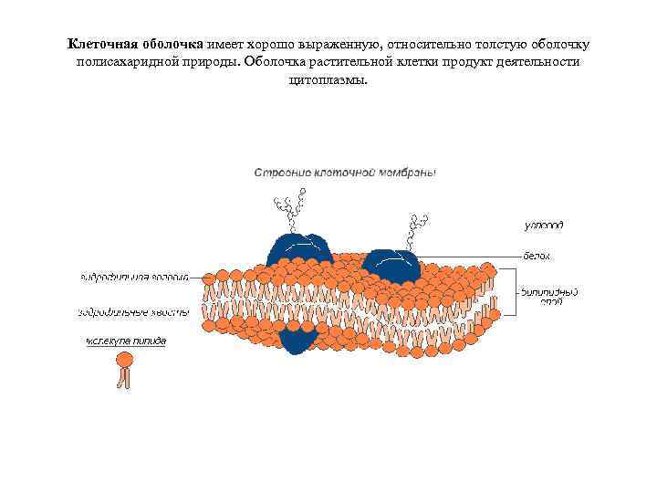 Клеточная оболочка имеет хорошо выраженную, относительно толстую оболочку полисахаридной природы. Оболочка растительной клетки продукт