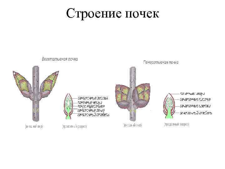 Строение почек 