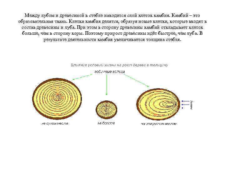 Между лубом и древесиной в стебле находится слой клеток камбия. Камбий – это образовательная