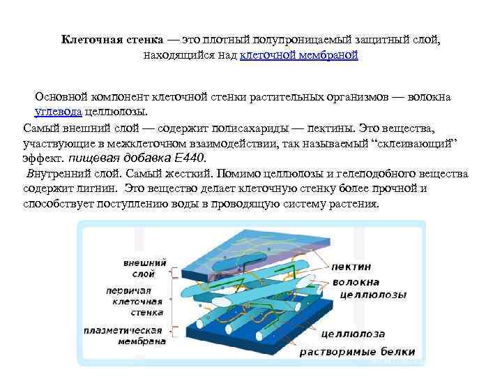 Клеточная стенка — это плотный полупроницаемый защитный слой, находящийся над клеточной мембраной Основной компонент