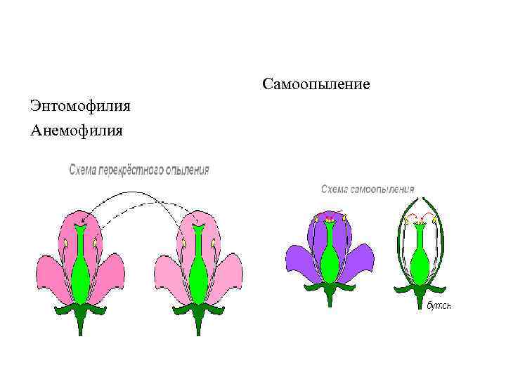 Самоопыление Энтомофилия Анемофилия 