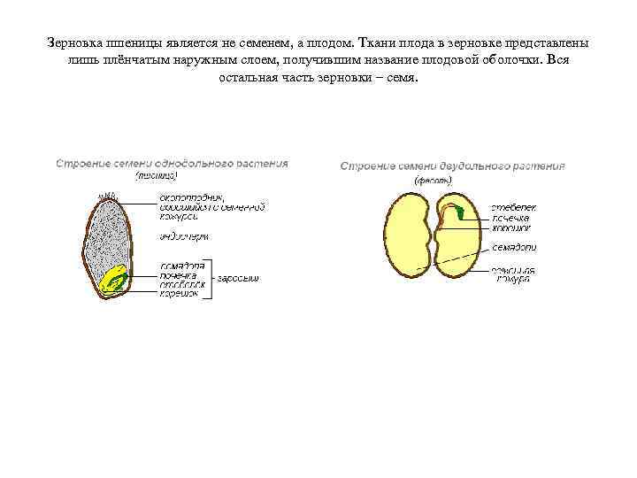 Зерновка пшеницы является не семенем, а плодом. Ткани плода в зерновке представлены лишь плёнчатым