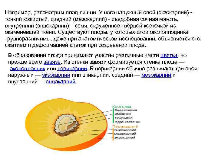 Например, рассмотрим плод вишни. У него наружный слой (экзокарпий) - тонкий кожистый, средний (мезокарпий)