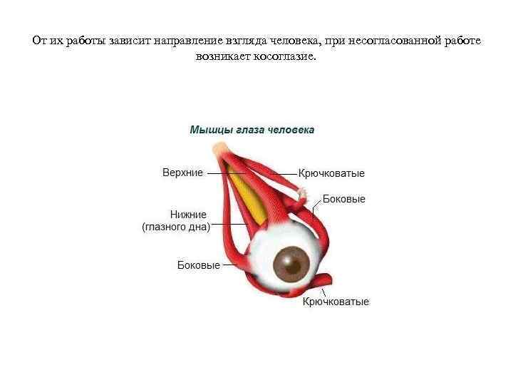 От их работы зависит направление взгляда человека, при несогласованной работе возникает косоглазие. 