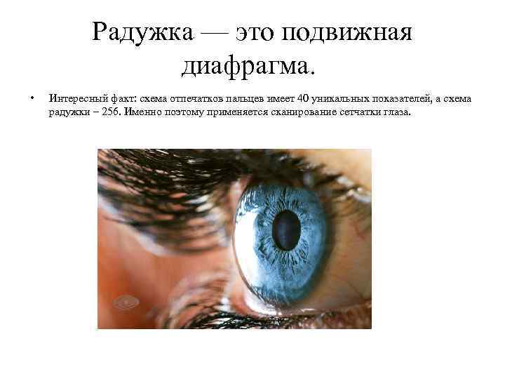 Радужка — это подвижная диафрагма. • Интересный факт: схема отпечатков пальцев имеет 40 уникальных