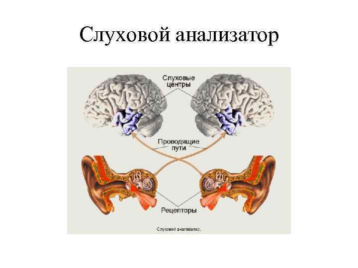 Слуховой анализатор 