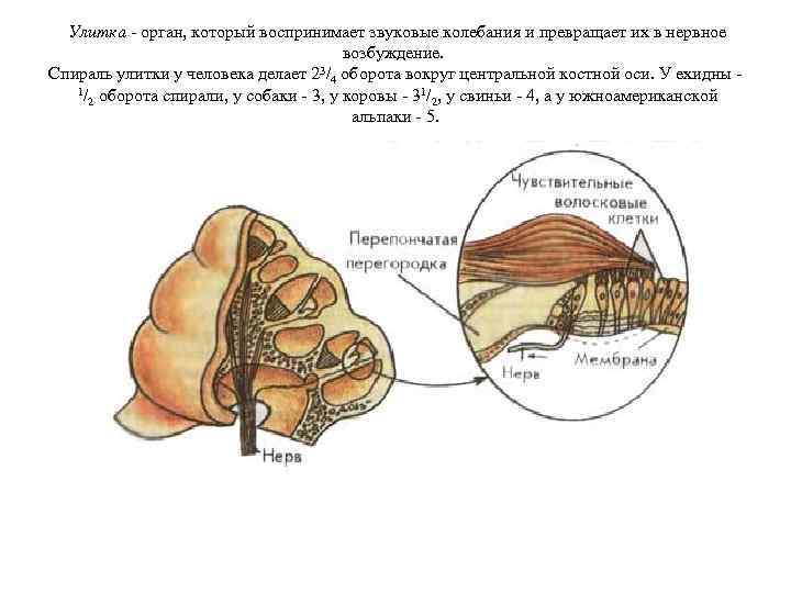  Улитка - орган, который воспринимает звуковые колебания и превращает их в нервное возбуждение.