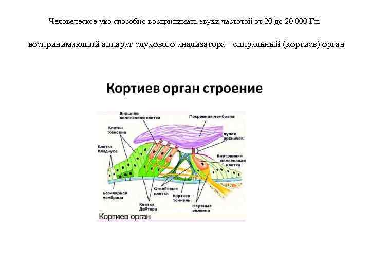 Человеческое ухо способно воспринимать звуки частотой от 20 до 20 000 Гц. воспринимающий аппарат