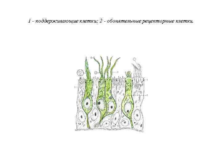 1 - поддерживающие клетки; 2 - обонятельные рецепторные клетки. 
