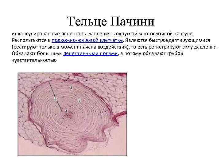 Определите название частей тельца пачини обозначенных на рисунке цифрами 1 и 2