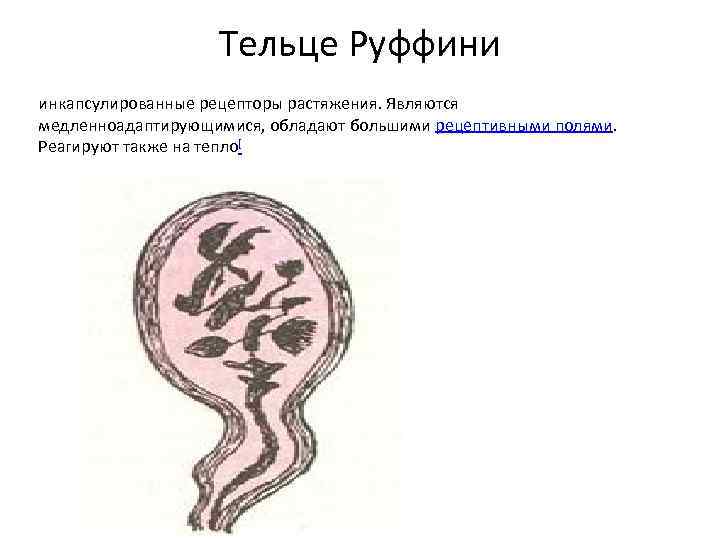 Тельце Руффини инкапсулированные рецепторы растяжения. Являются медленноадаптирующимися, обладают большими рецептивными полями. Реагируют также на