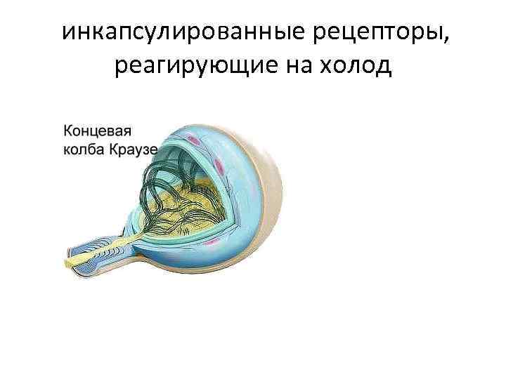  инкапсулированные рецепторы, реагирующие на холод 