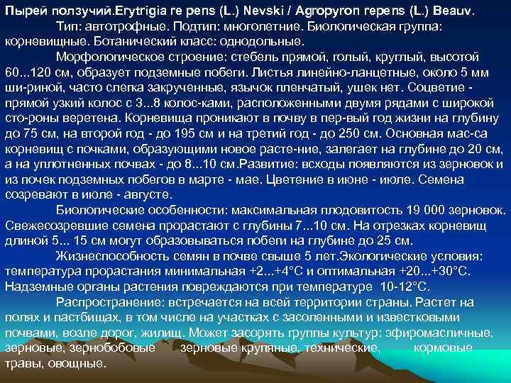 Пырей ползучий. Erytrigia re pens (L. ) Nevski / Agropyron repens (L. ) Beauv.