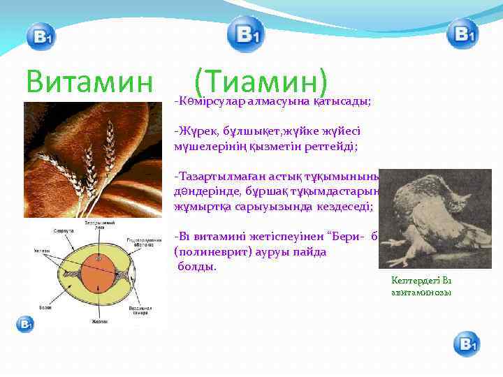 Витамин (Тиамин) -Көмірсулар алмасуына қатысады; -Жүрек, бұлшықет, жүйке жүйесі мүшелерінің қызметін реттейді; -Тазартылмаған астық