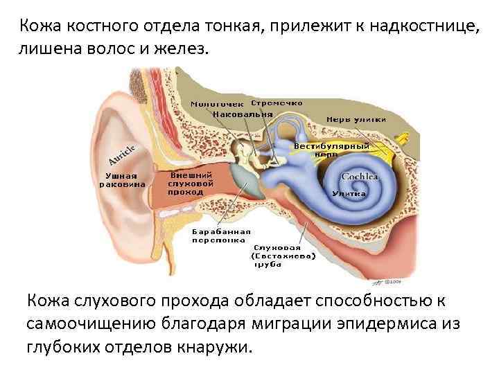 Кожа костного отдела тонкая, прилежит к надкостнице, лишена волос и желез. Кожа слухового прохода