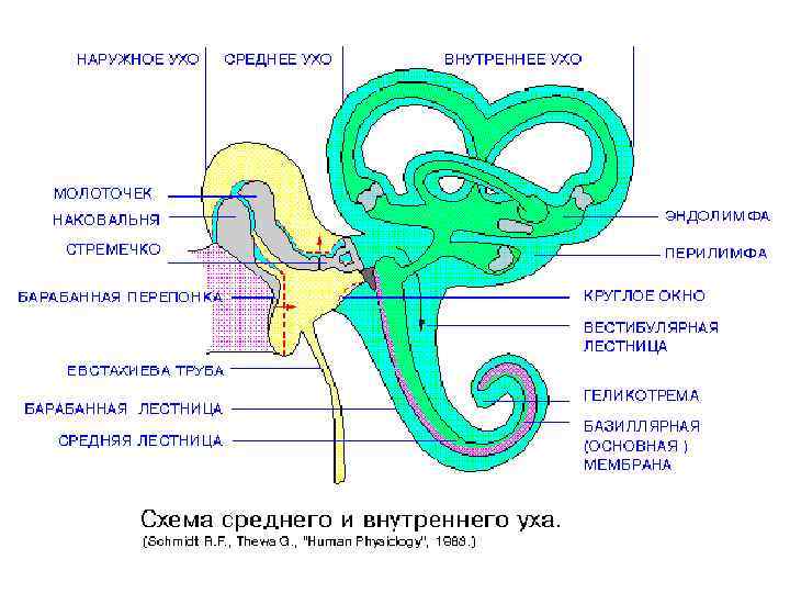 Внутреннее ухо содержит. Схематическое строение внутреннего уха. Строение внутреннего уха человека схема. 4. Схематическое строение внутреннего уха.. Укажите структуру внутреннего уха:.