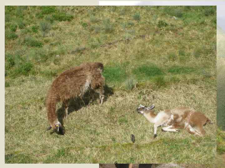  Ламы – те же овцы 