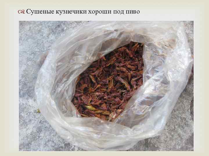  Сушеные кузнечики хороши под пиво 