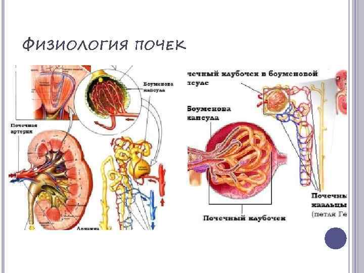 ФИЗИОЛОГИЯ ПОЧЕК 