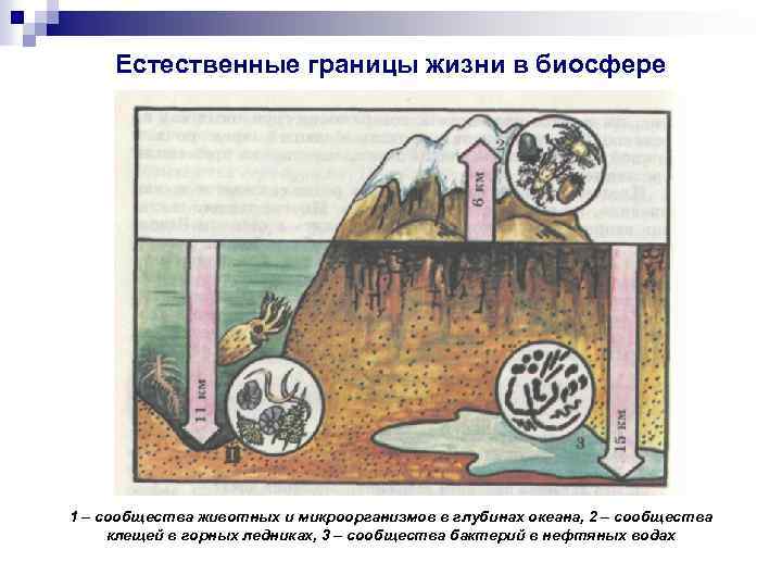 Естественные границы жизни в биосфере 1 – сообщества животных и микроорганизмов в глубинах океана,