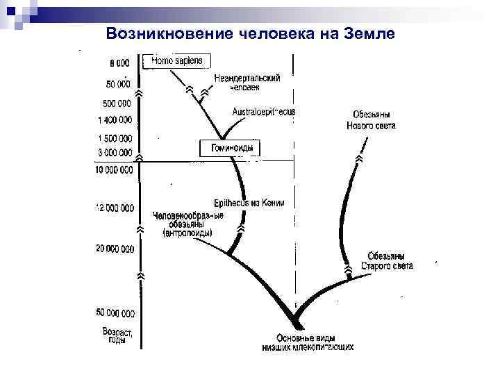Возникновение человека на Земле 