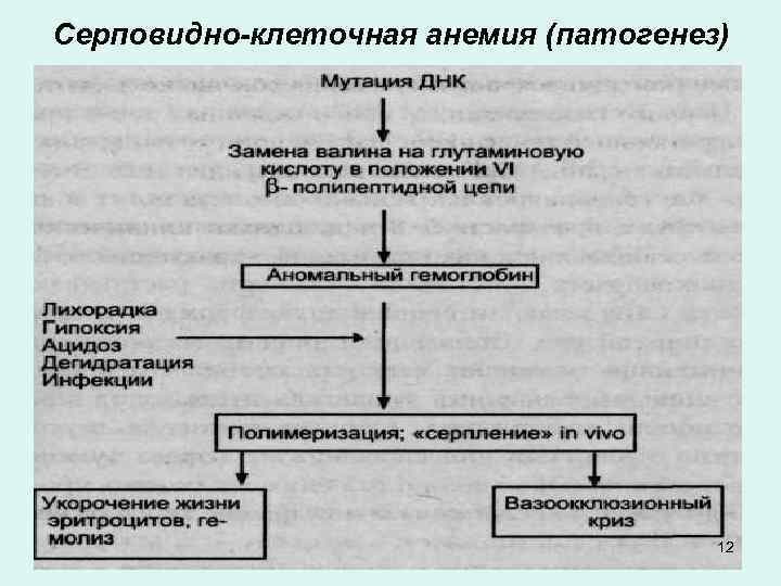 Серповидно-клеточная анемия (патогенез) 12 