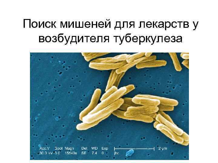 Поиск мишеней для лекарств у возбудителя туберкулеза 