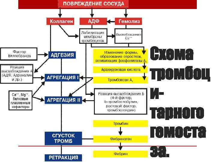 Схема тромбоц итарного гемоста за. 