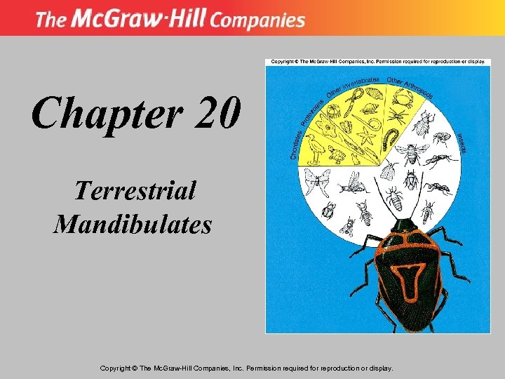 Chapter 20 Terrestrial Mandibulates Copyright © The Mc. Graw-Hill Companies, Inc. Permission required for