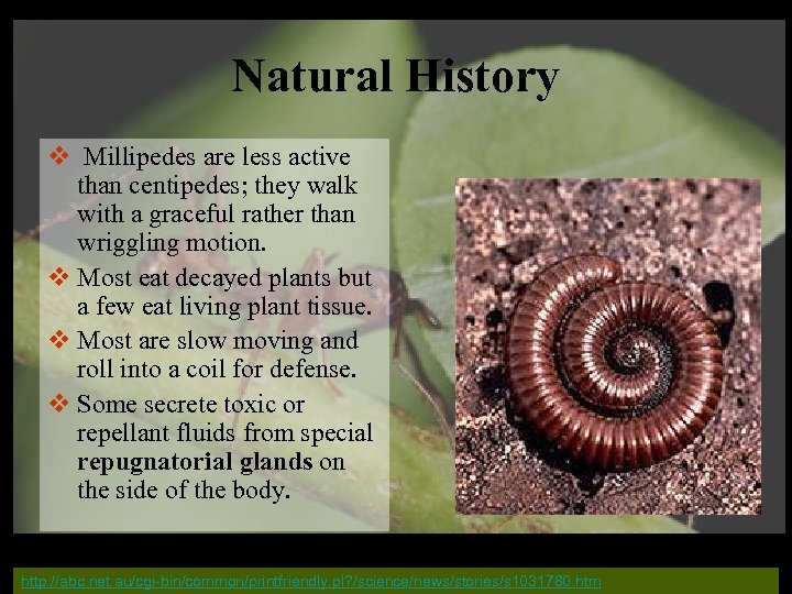 Natural History v Millipedes are less active than centipedes; they walk with a graceful