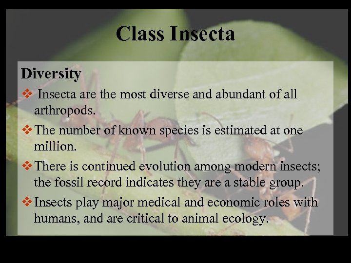 Class Insecta Diversity v Insecta are the most diverse and abundant of all arthropods.