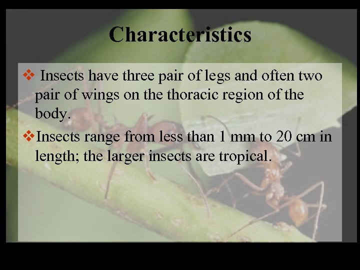 Characteristics v Insects have three pair of legs and often two pair of wings